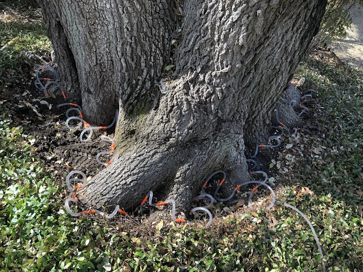 Detailed Tree Cabling and Bracing job site in Wapanucka
